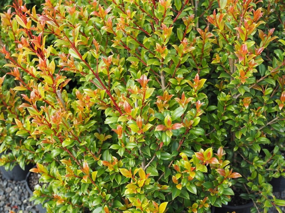 Lilly Pilly - Syzygium Australe