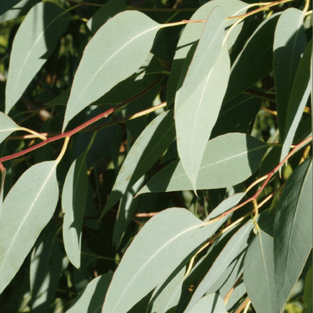 Strawberry Gum - Eucalyptus Olida