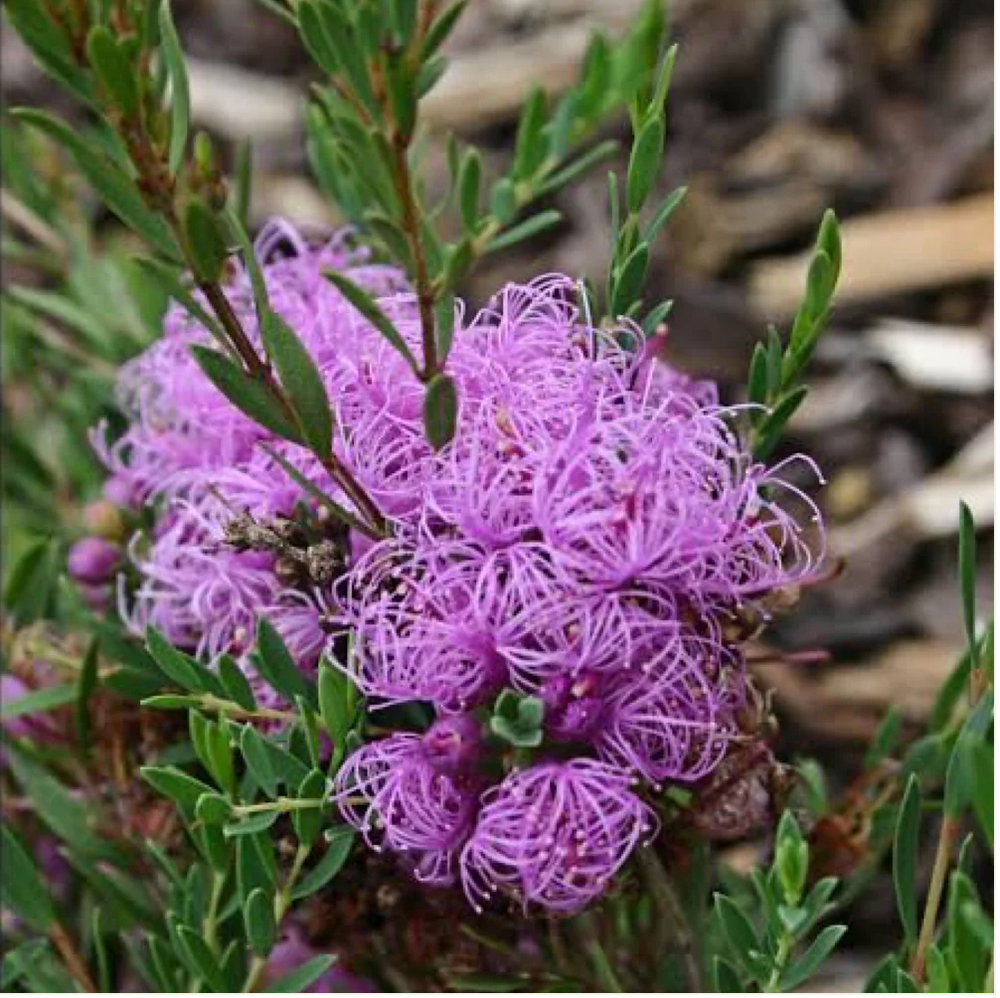 Honey Myrtle - Melaleuca Thymifolia