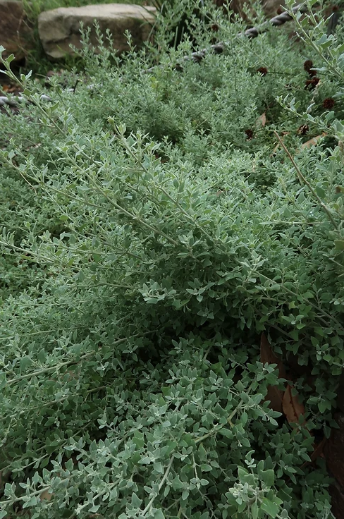 Creeping Saltbush - Rhagodia Spinescens ‘Silver Border’