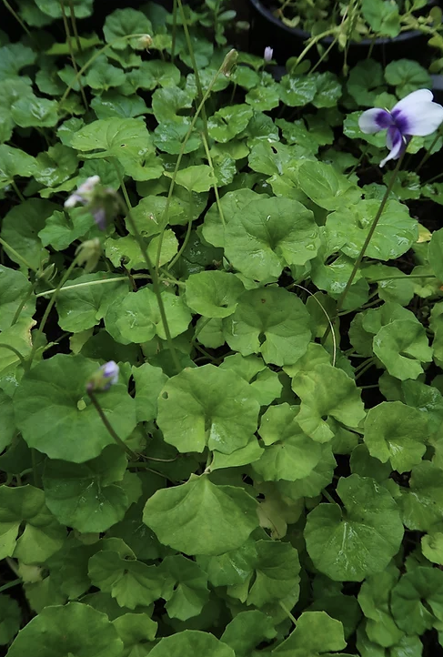 Native Violet - Viola Banksii