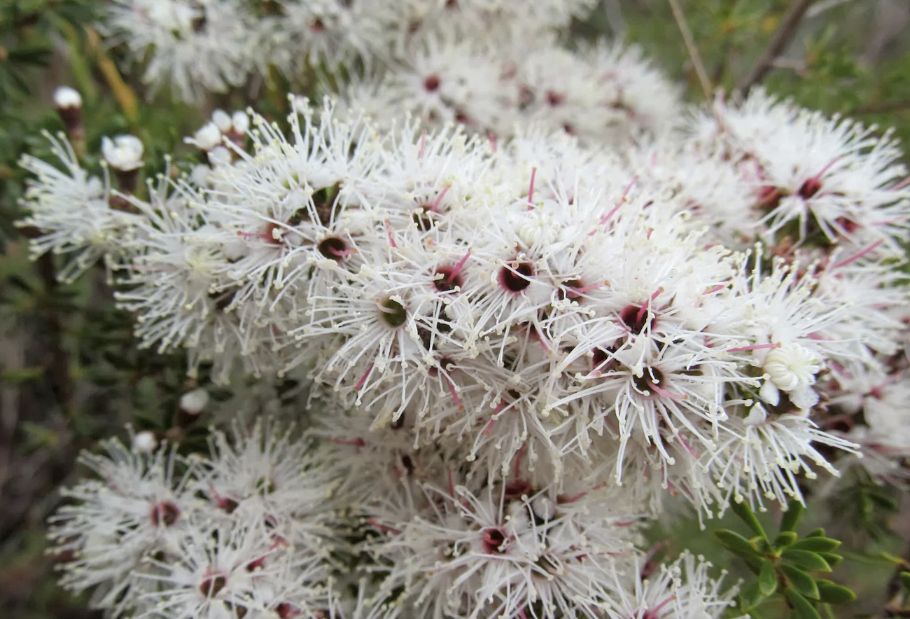 Kunzea Ambigua - White Kunzea