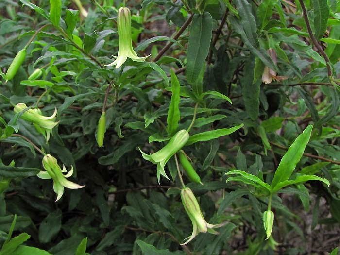 Apple Berry - Billaderia Scandens