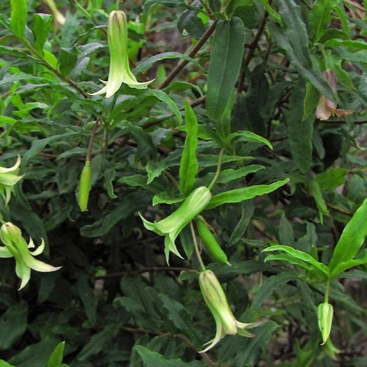 Apple Berry - Billaderia scandens