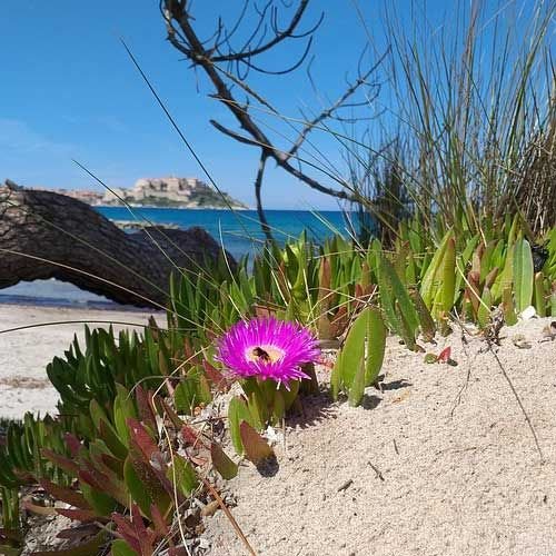 Coastal Pigface - Carpobrotus