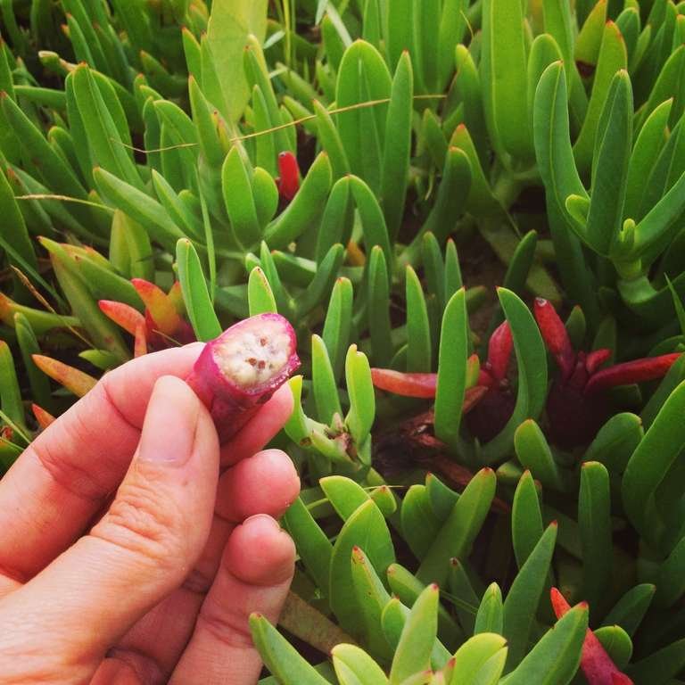 Coastal Pigface - Carpobrotus