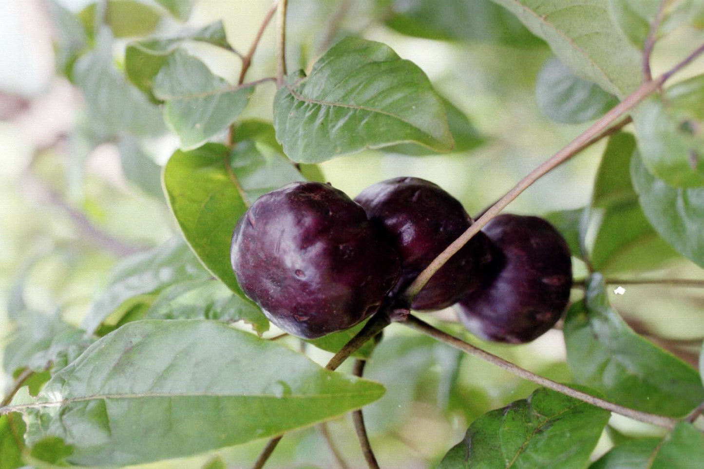 Burdekin Plum - Pleiogynium Timoriense