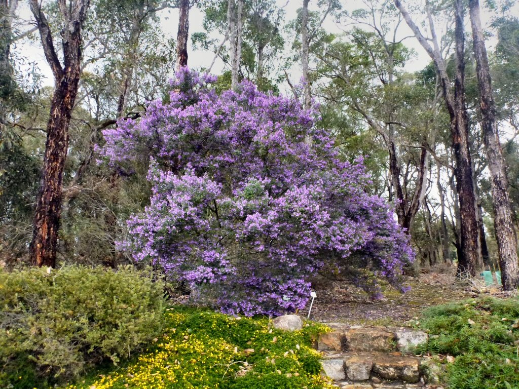 Native Thyme - Prostanthera Incisa