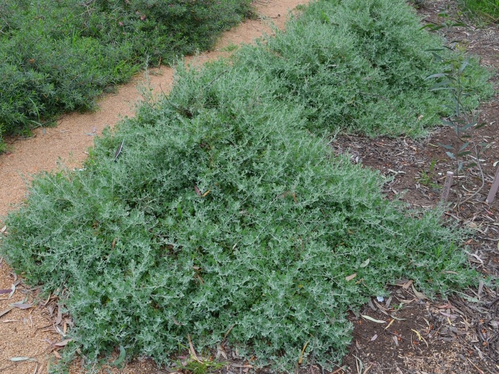 Creeping Saltbush - Rhagodia Spinescens ‘Silver Border’