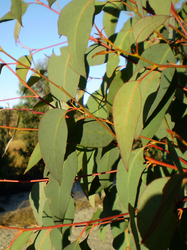 Strawberry Gum - Eucalyptus Olida