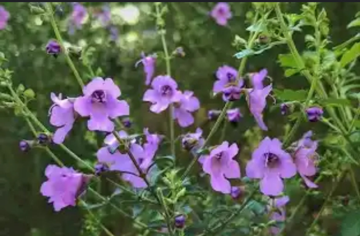 Bushtucker plants for frost prone regions