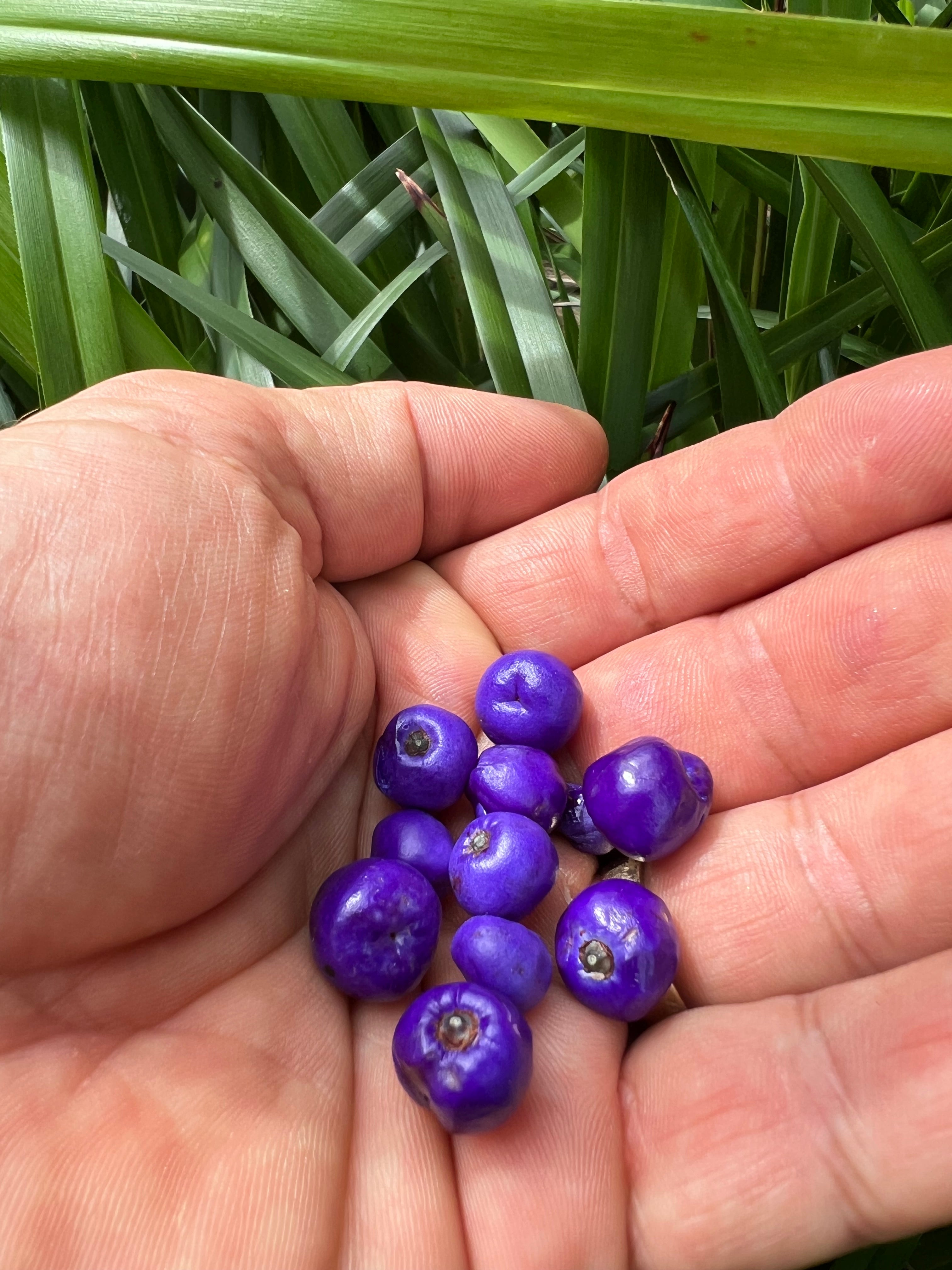 Dianella