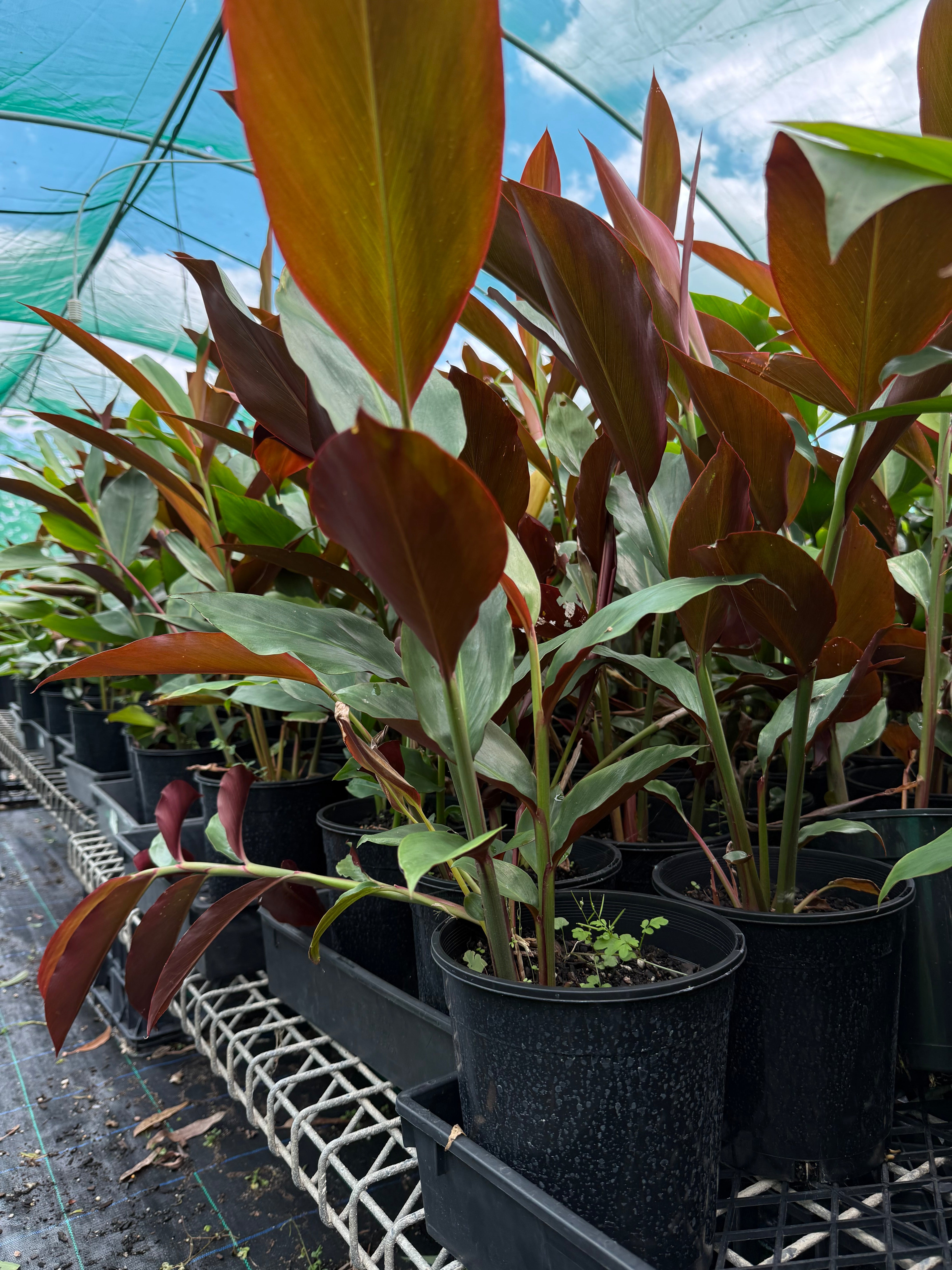 Native Ginger (Alpinia Caerulea)