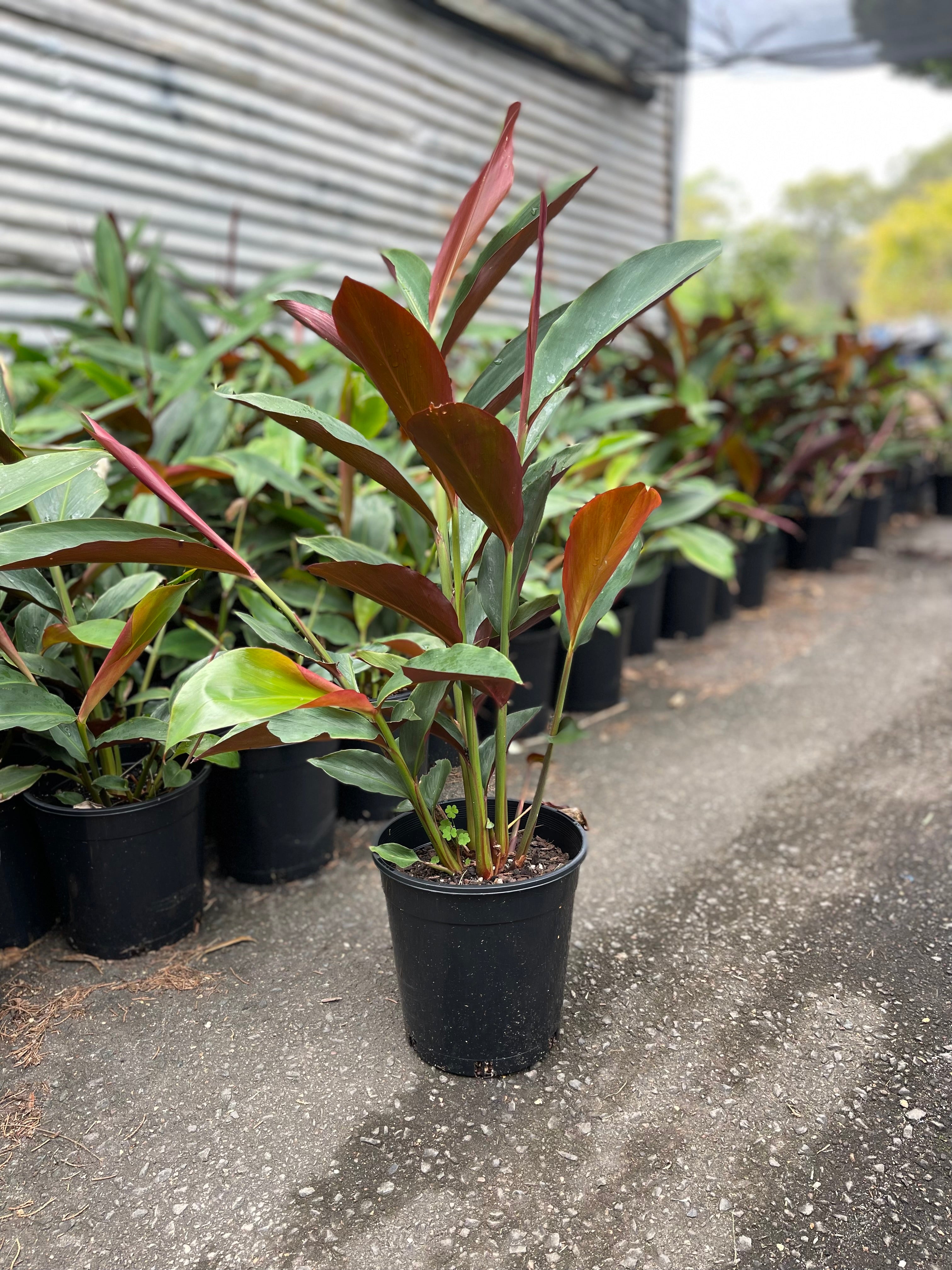 Native Ginger (Alpinia Caerulea)