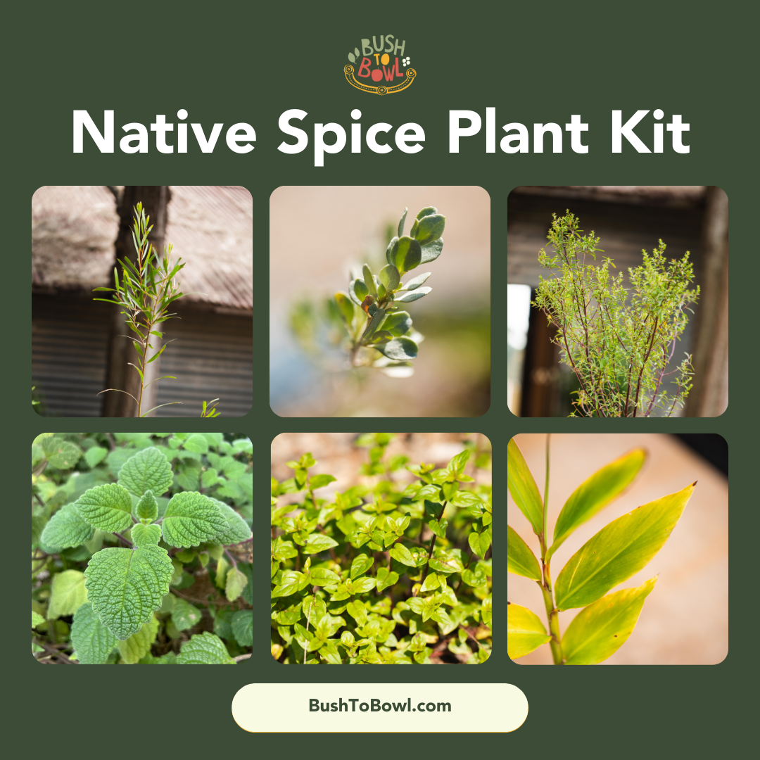 Native Spice Plant Kit
