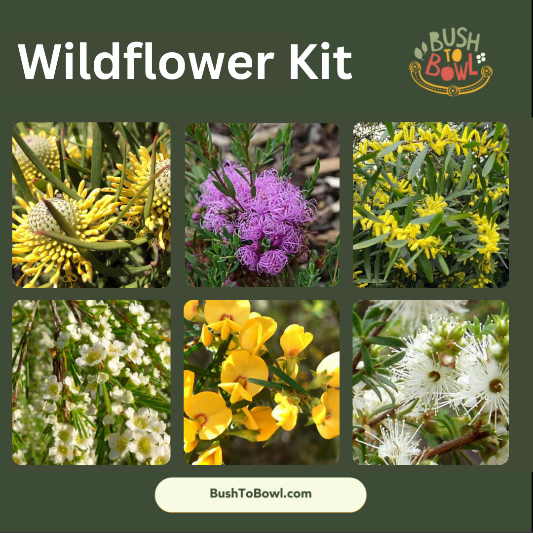 Wildflower Kit/Pollinator Kit