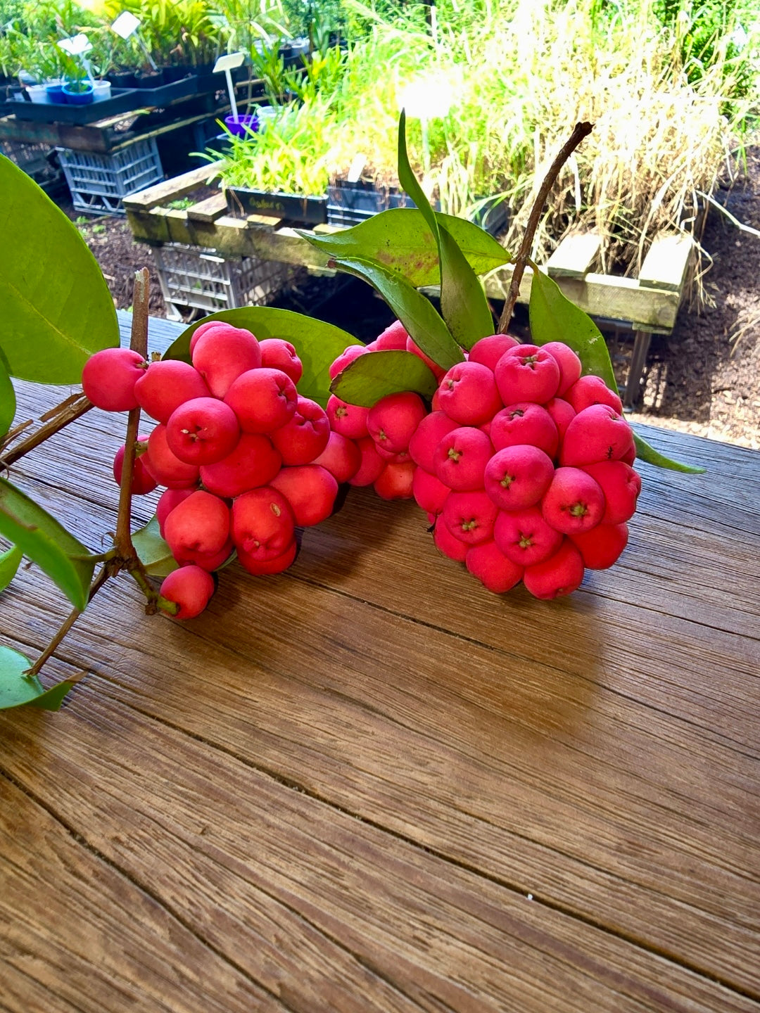 Riberry - Syzygium Leuhamanni fruit only