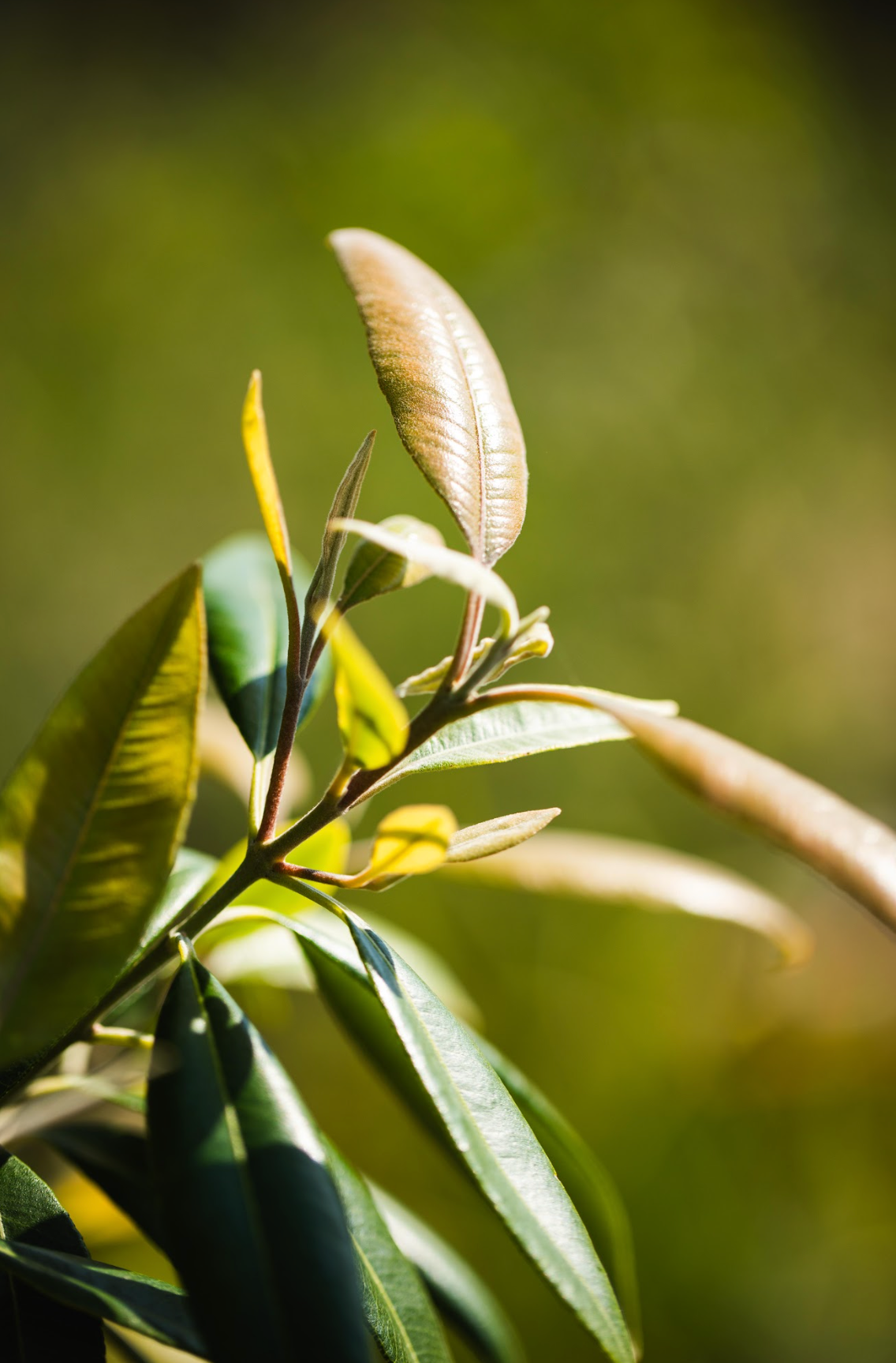 Lemon Myrtle - Backhousia citriodoria