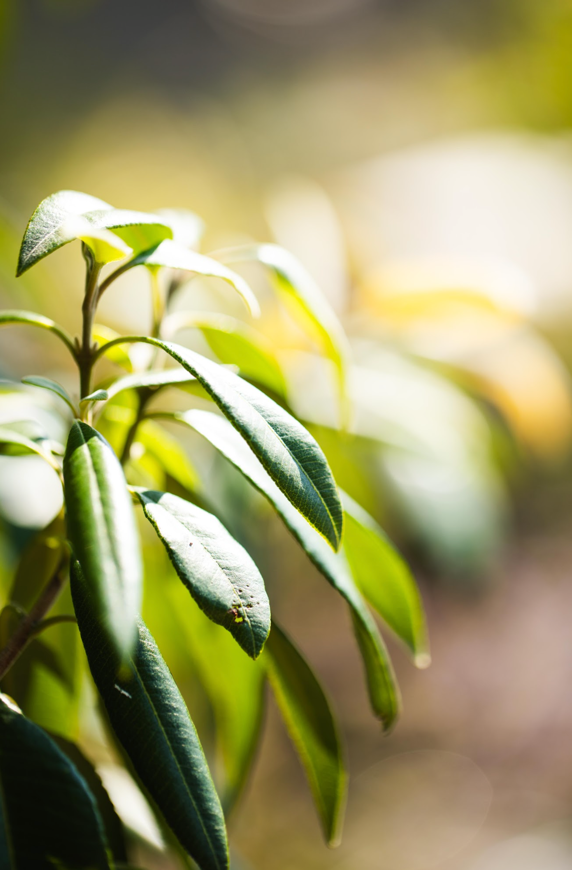 Lemon Myrtle - Backhousia citriodoria