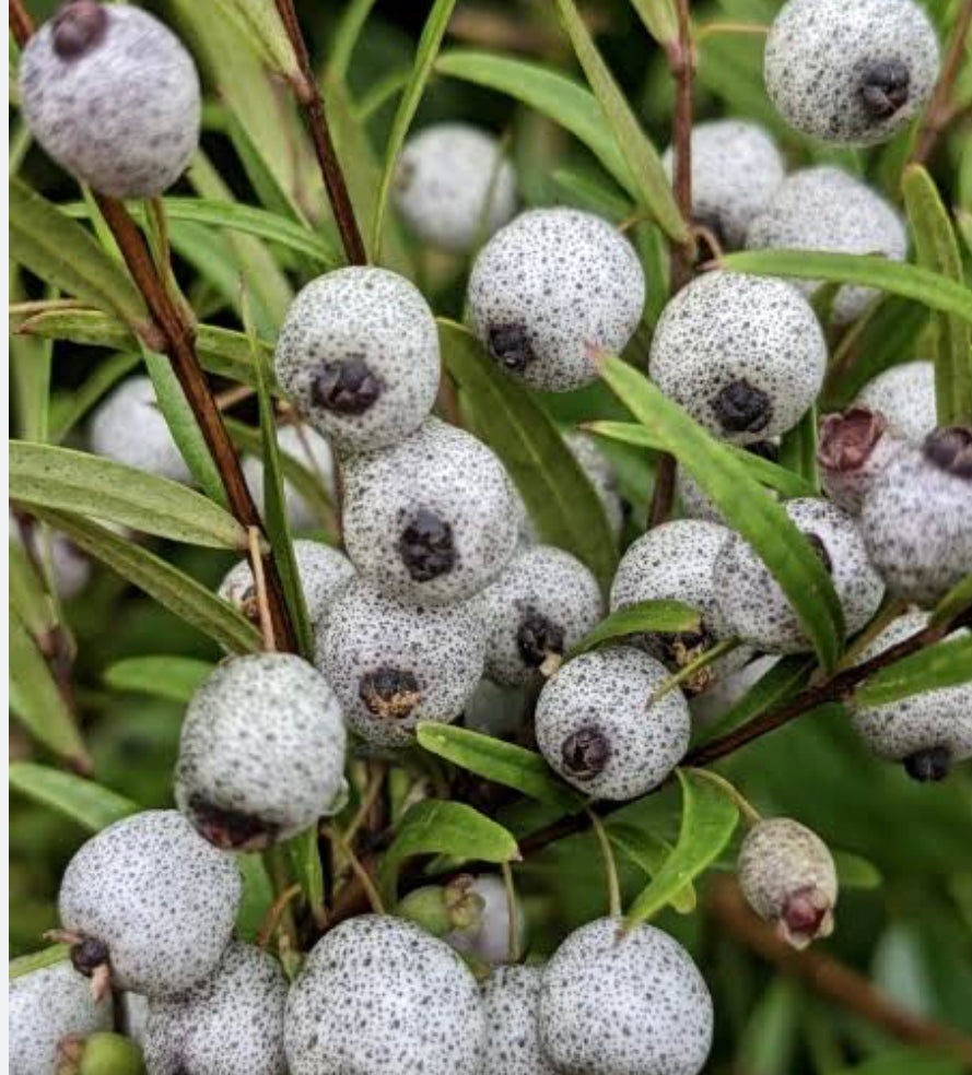 Midyim berry plant for sale Midyim berry plant for sale