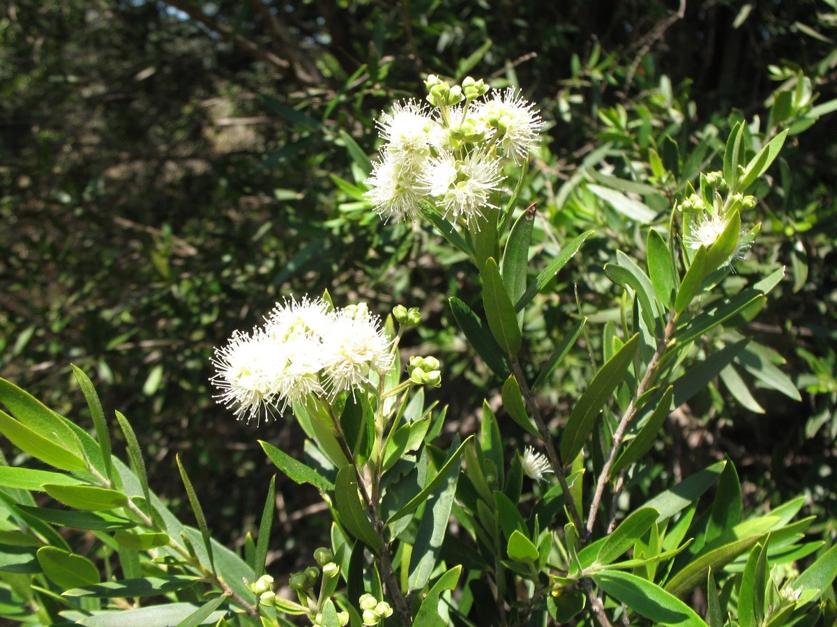 Curry Myrtle - Backhousia Angustifolia