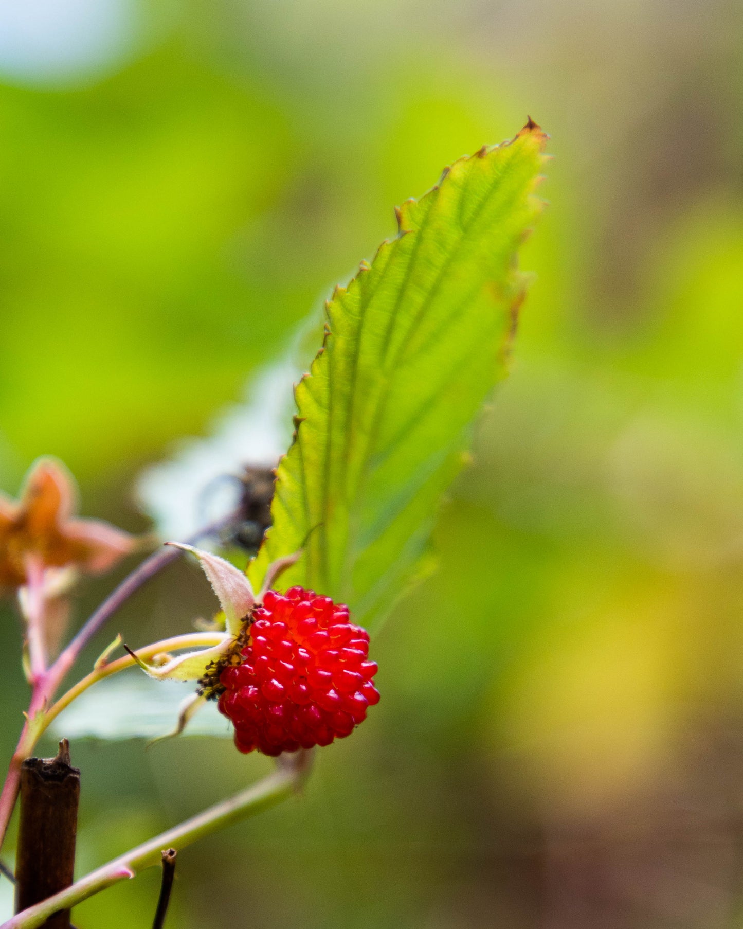 Atherton Raspberry - Rubus Probus
