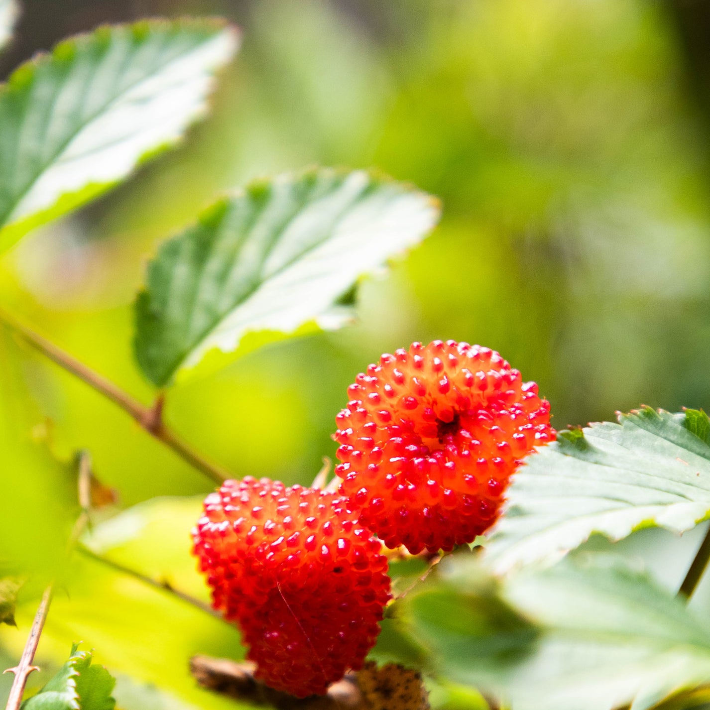 Atherton Raspberry - Rubus Probus – Bush to bowl