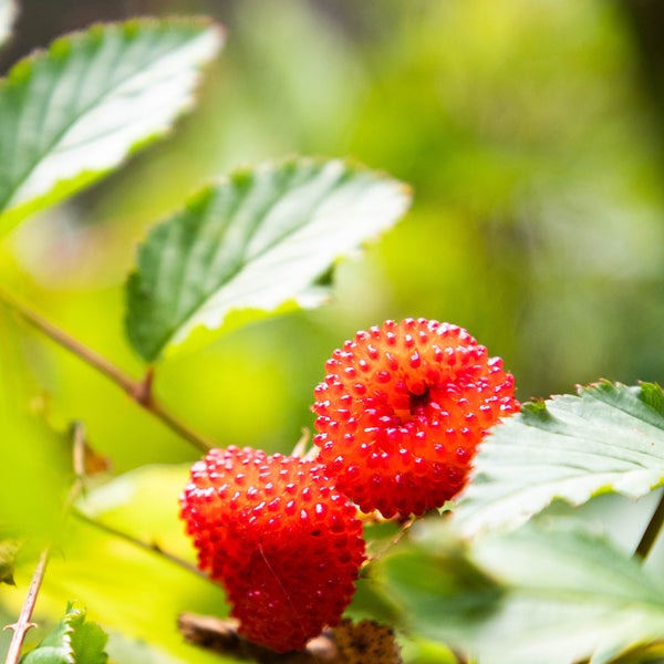 Atherton Raspberry - Rubus Probus
