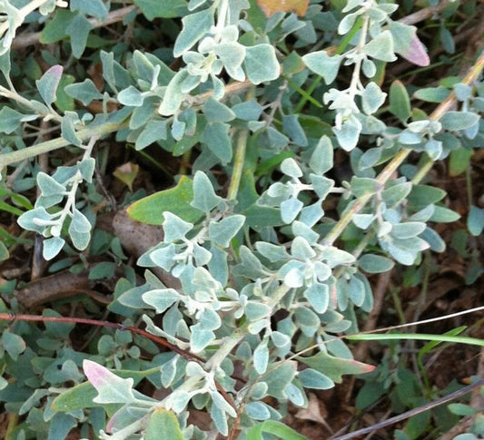 Creeping Saltbush - Rhagodia Spinescens ‘Silver Border’