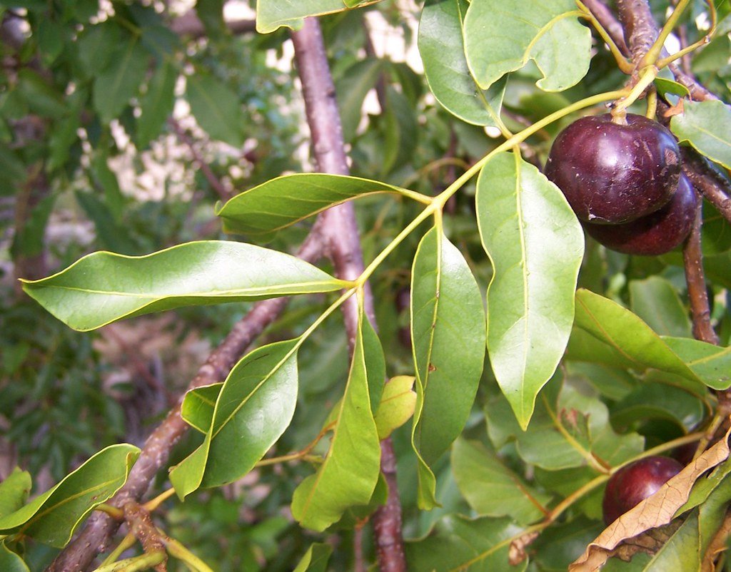 Burdekin Plum - Pleiogynium timoriense
