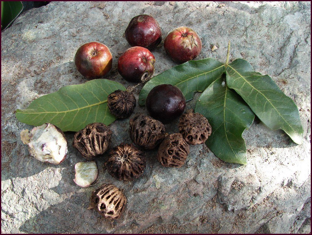 Burdekin Plum - Pleiogynium timoriense
