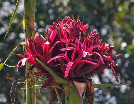 Gymea Lily - Doryanthes Excelsa