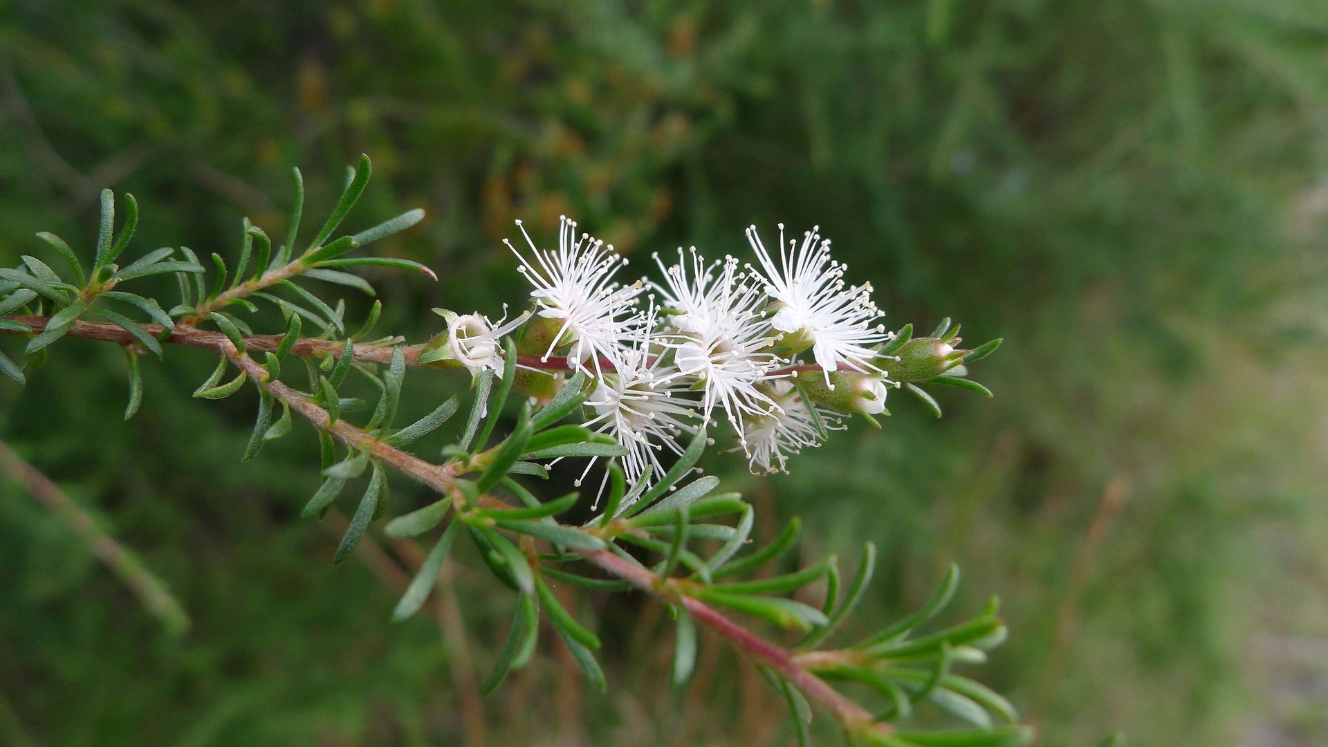 Kunzea Ambigua - White Kunzea - Tubestock