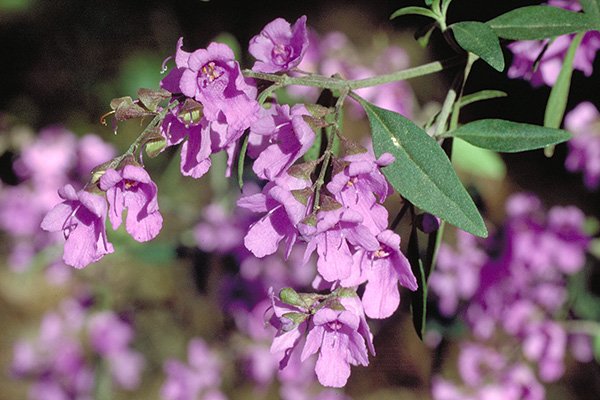 Native Oregano - Prosthanthea Ovalifolia