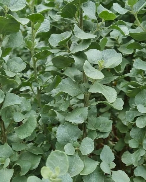 Oldman Saltbush
