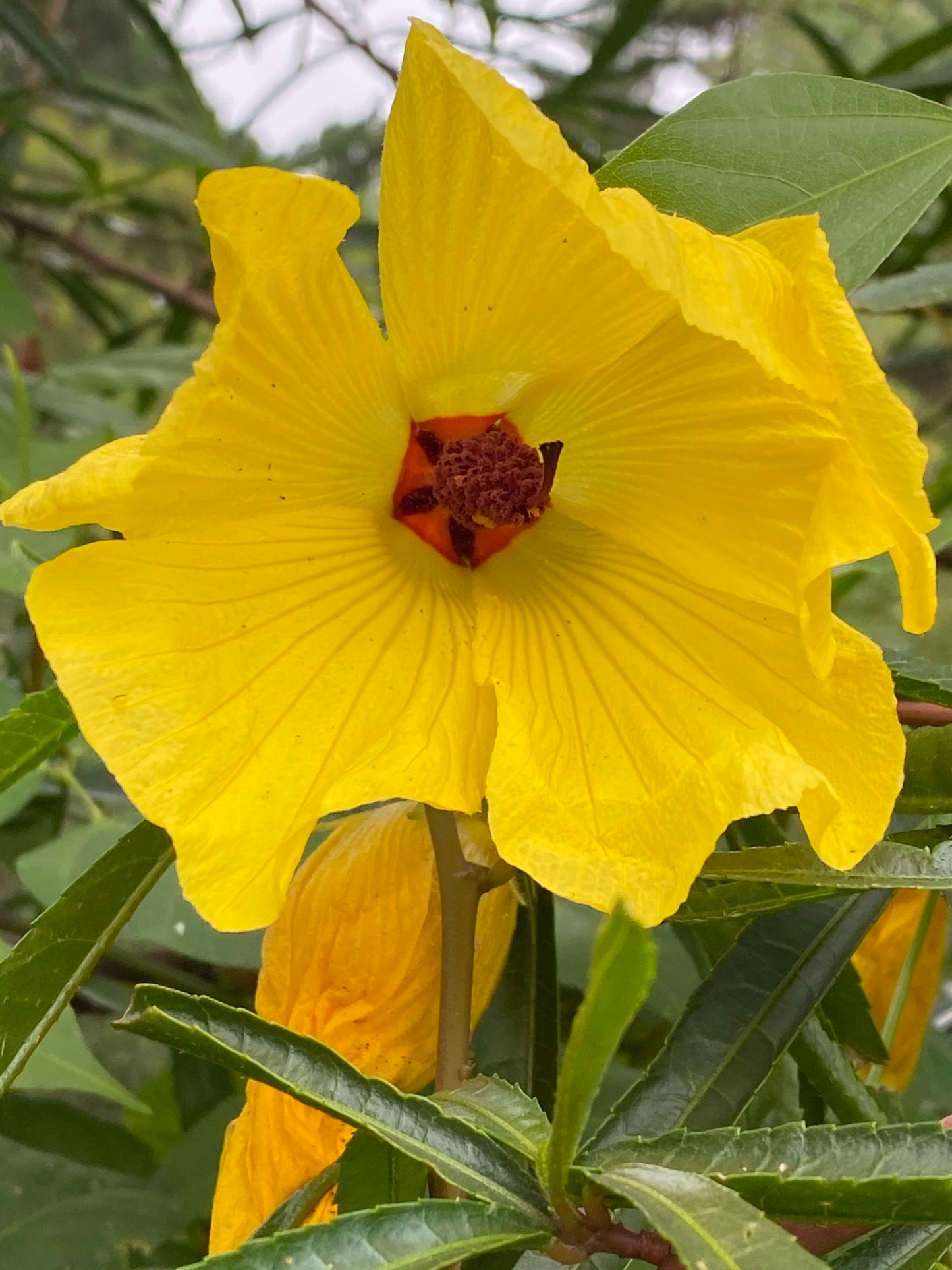 Hibiscus Heterophyllus - Native Hibiscus Yellow