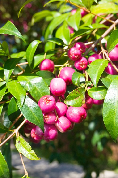 Lilli Pilli - Syzygium Australe – Bush to bowl