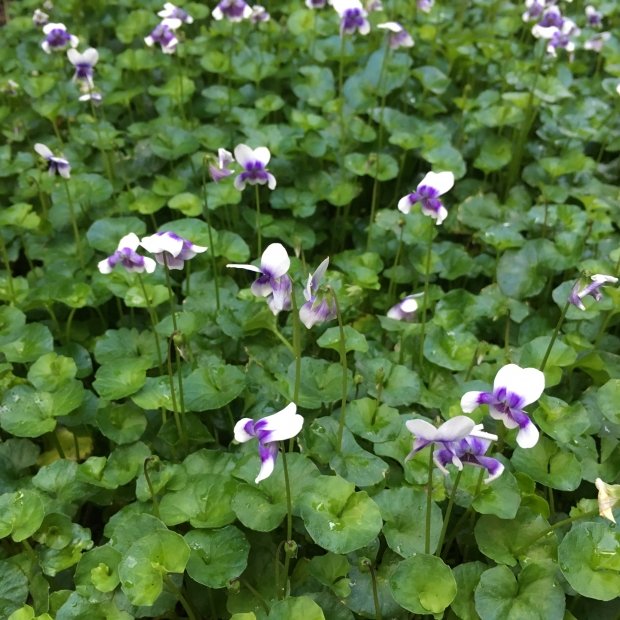 Native Violet - Viola Banksii