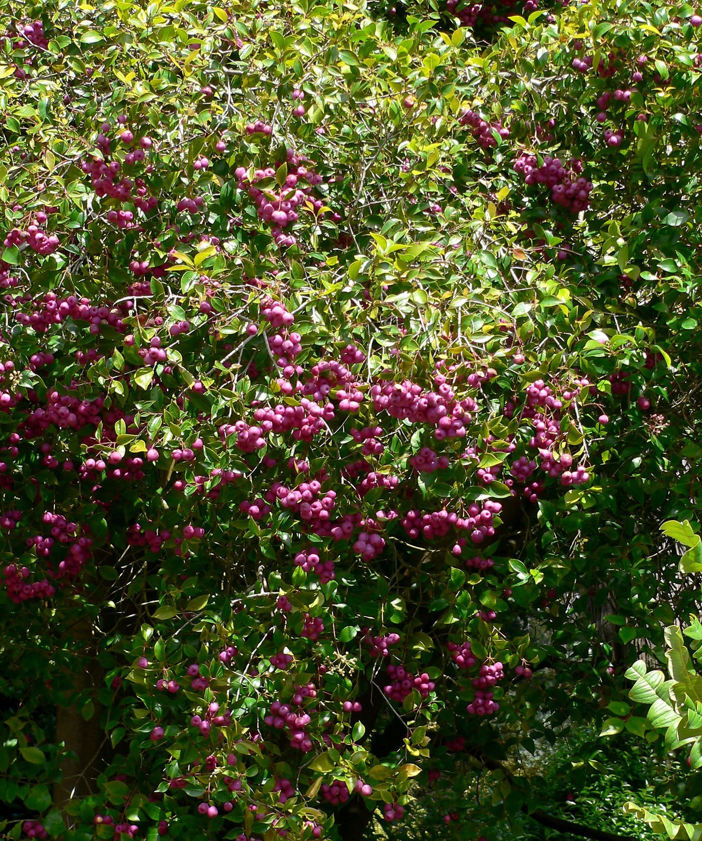 Lilli Pilli - Syzygium Australe