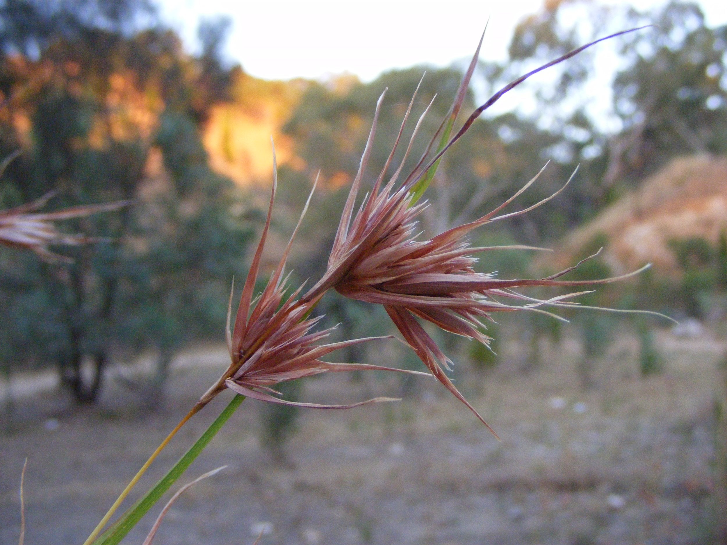 Themeda Australis – Kangaroo Grass