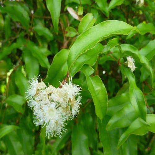 Aniseed Myrtle - produce