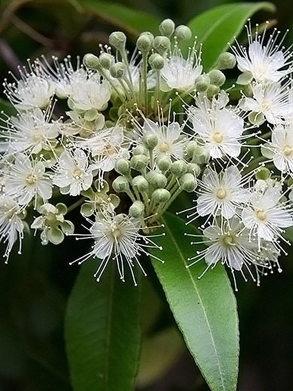 Aniseed Myrtle - produce