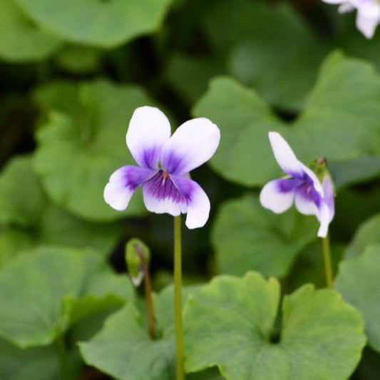 Native Violet - Viola Banksii